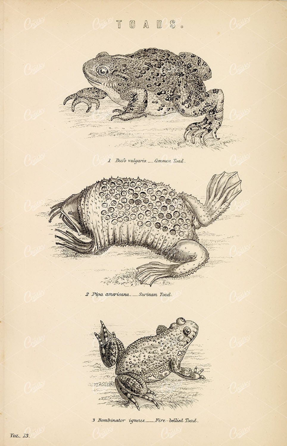 AMPHIBIANS Toads - Common, Surinam, Fire-Bellied. Antique 1880's Artwork