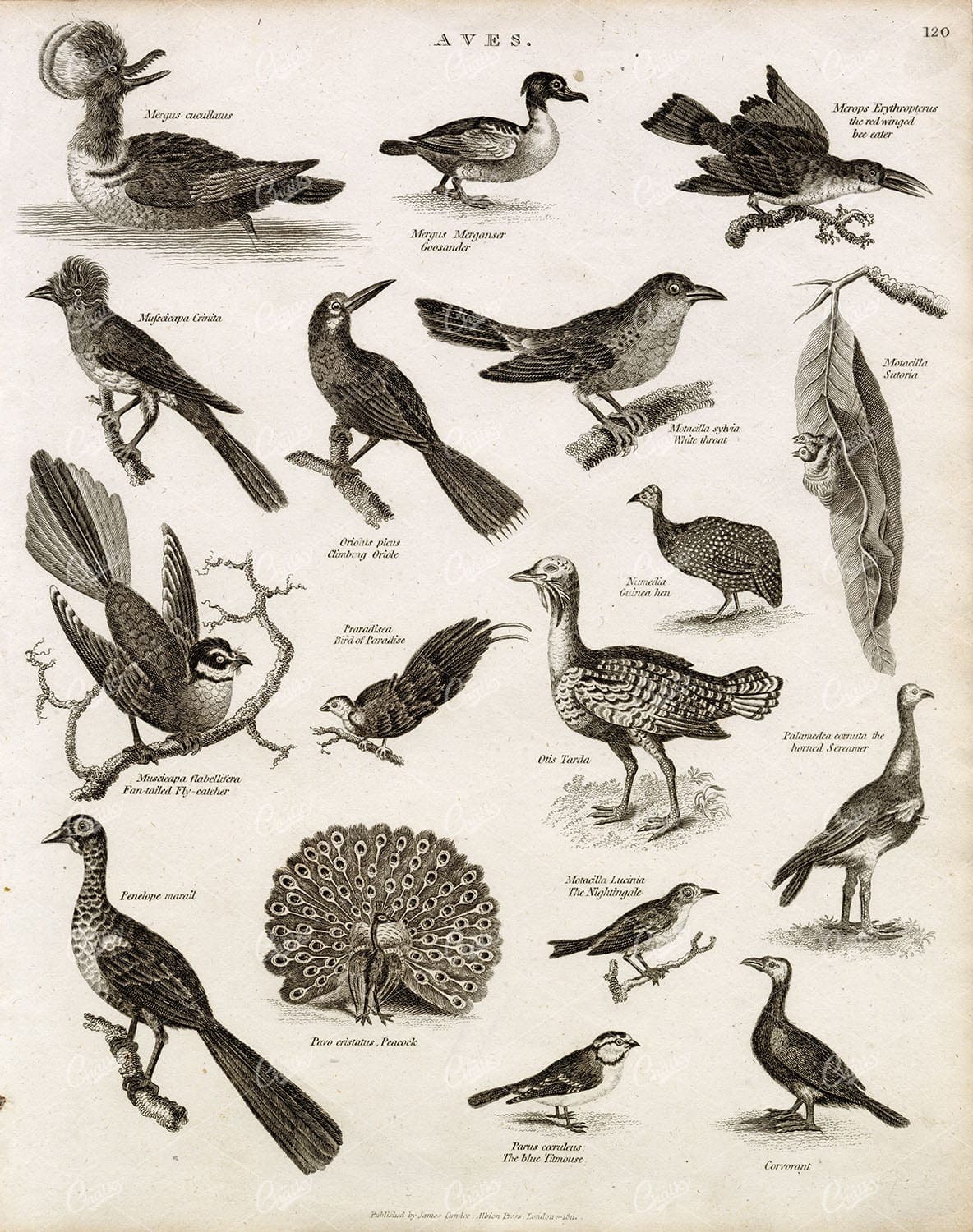 AVES - Antique Bird Print - Peacock, Paradise, Titmouse, Tarda - 1800s Plate