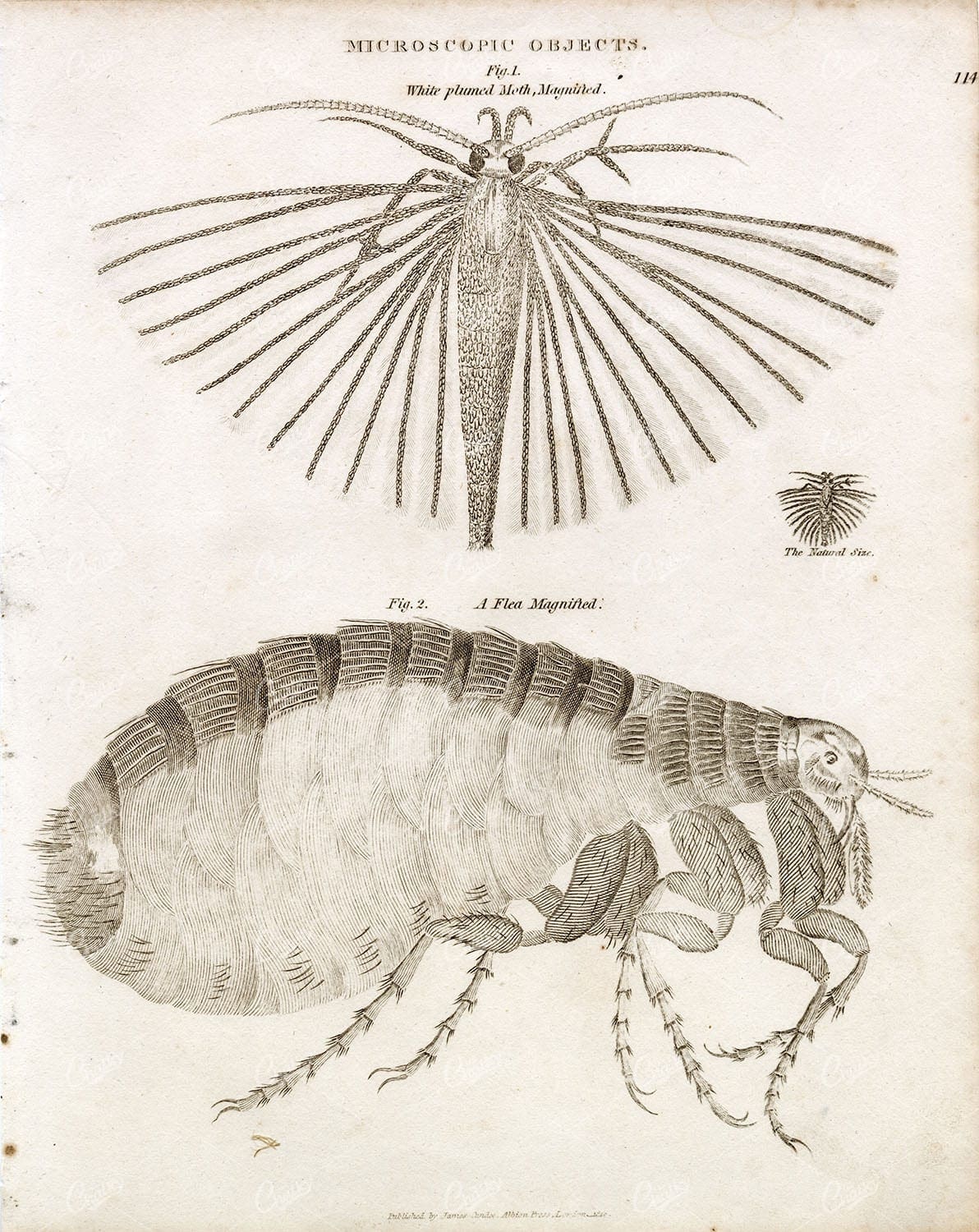 MICROSCOPIC OBJECTS - Moth & Flea - Old 1800s Abraham REES Print