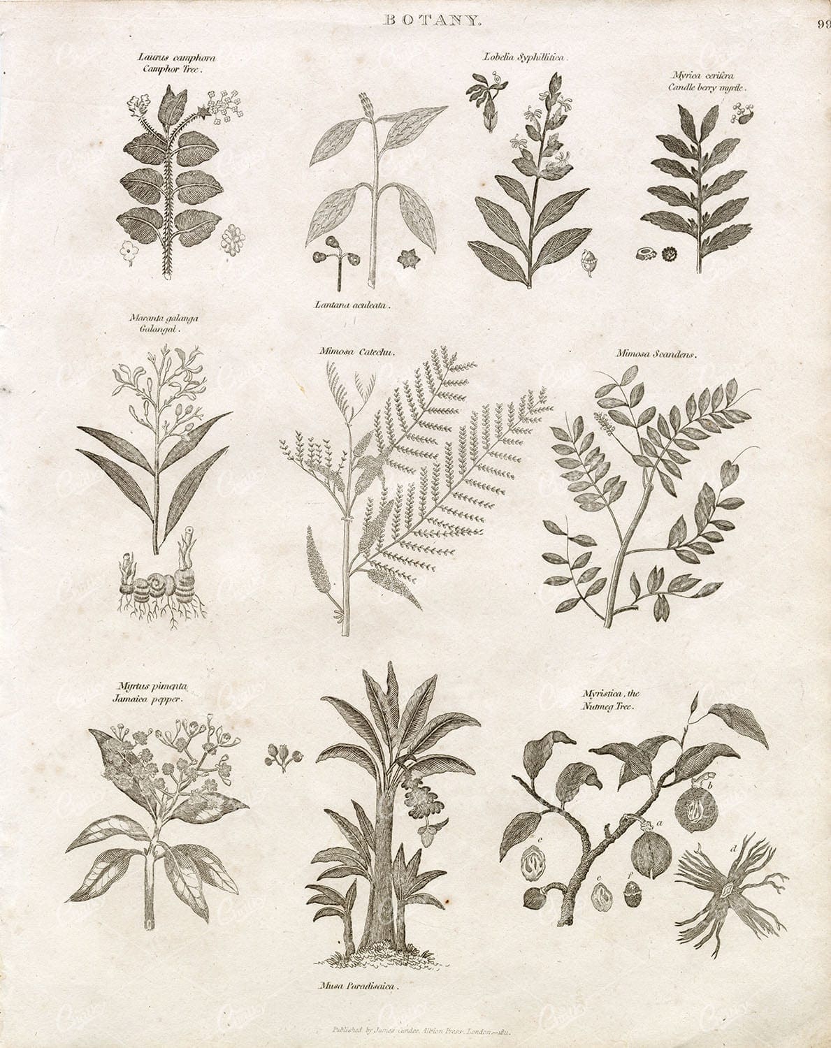 BOTANY - Camphor, Myrtle, Jamaica Pepper, Nutmeg - Antique 1800s Print
