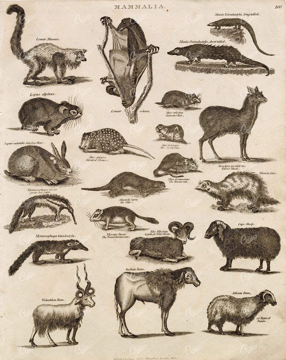 MAMMALS (Mammalia) Vintage Print from Abraham REES (Lemur, Hare, Ram)