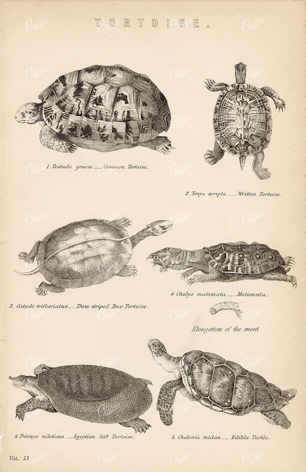 REPTILES Tortoise - Common, Written, Egyptian. 1880s Antique Print