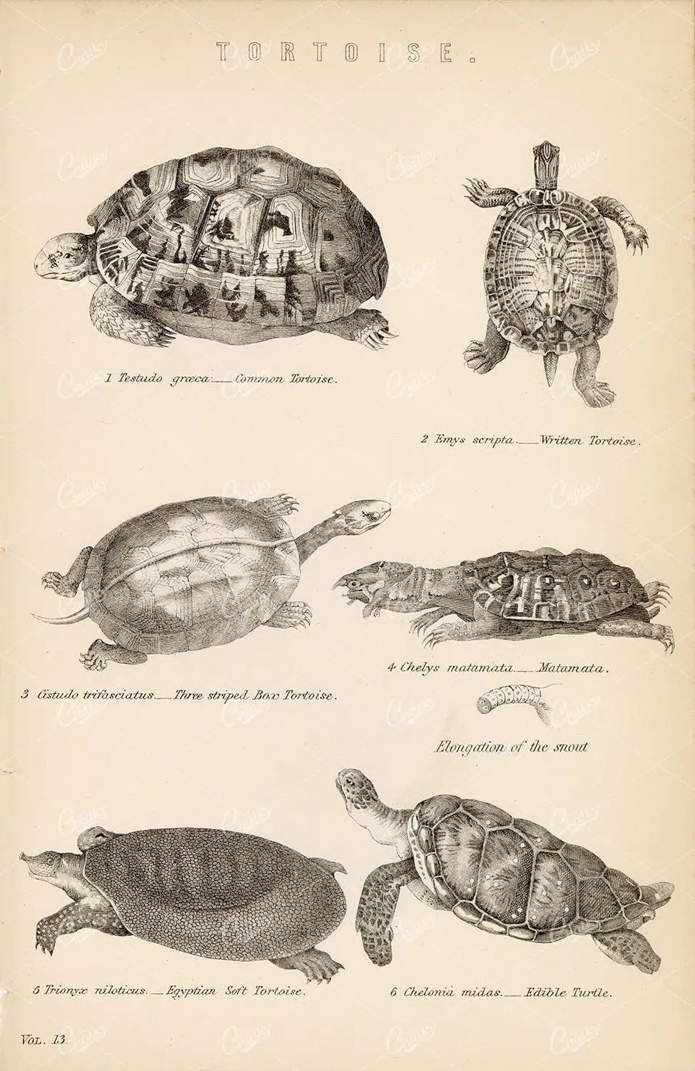 Turtle Species Study – Hand-colored Natural History Plate with