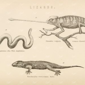 REPTILES Lizards -  Chameleon, Amphisbena, Gecko - 1880's Antique Print