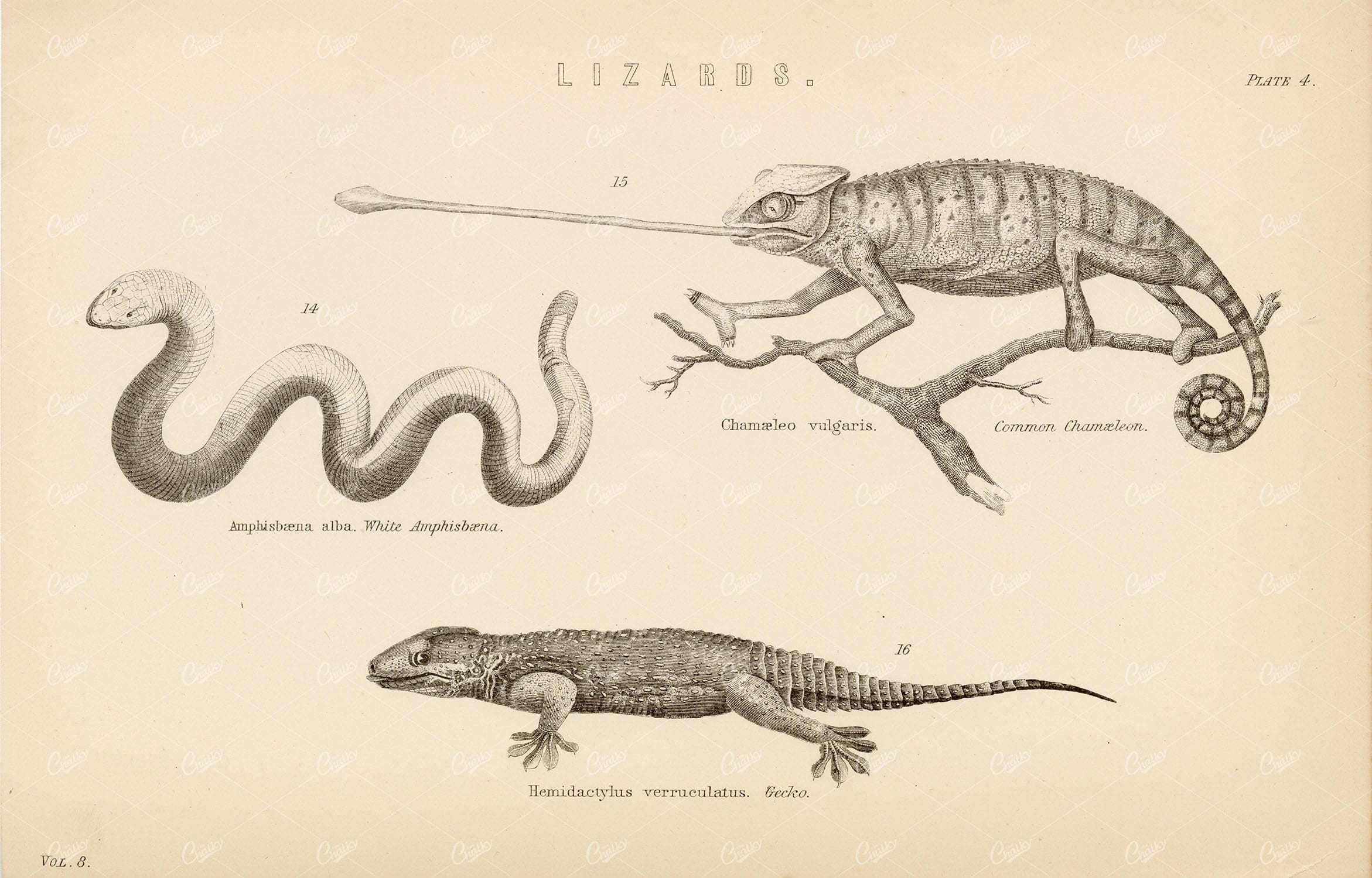 REPTILES Lizards -  Chameleon, Amphisbena, Gecko - 1880's Antique Print