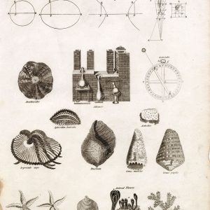 OLD Miscellanies Print - Argonauto Argo, Seashells, Astrolabe - REES Plate