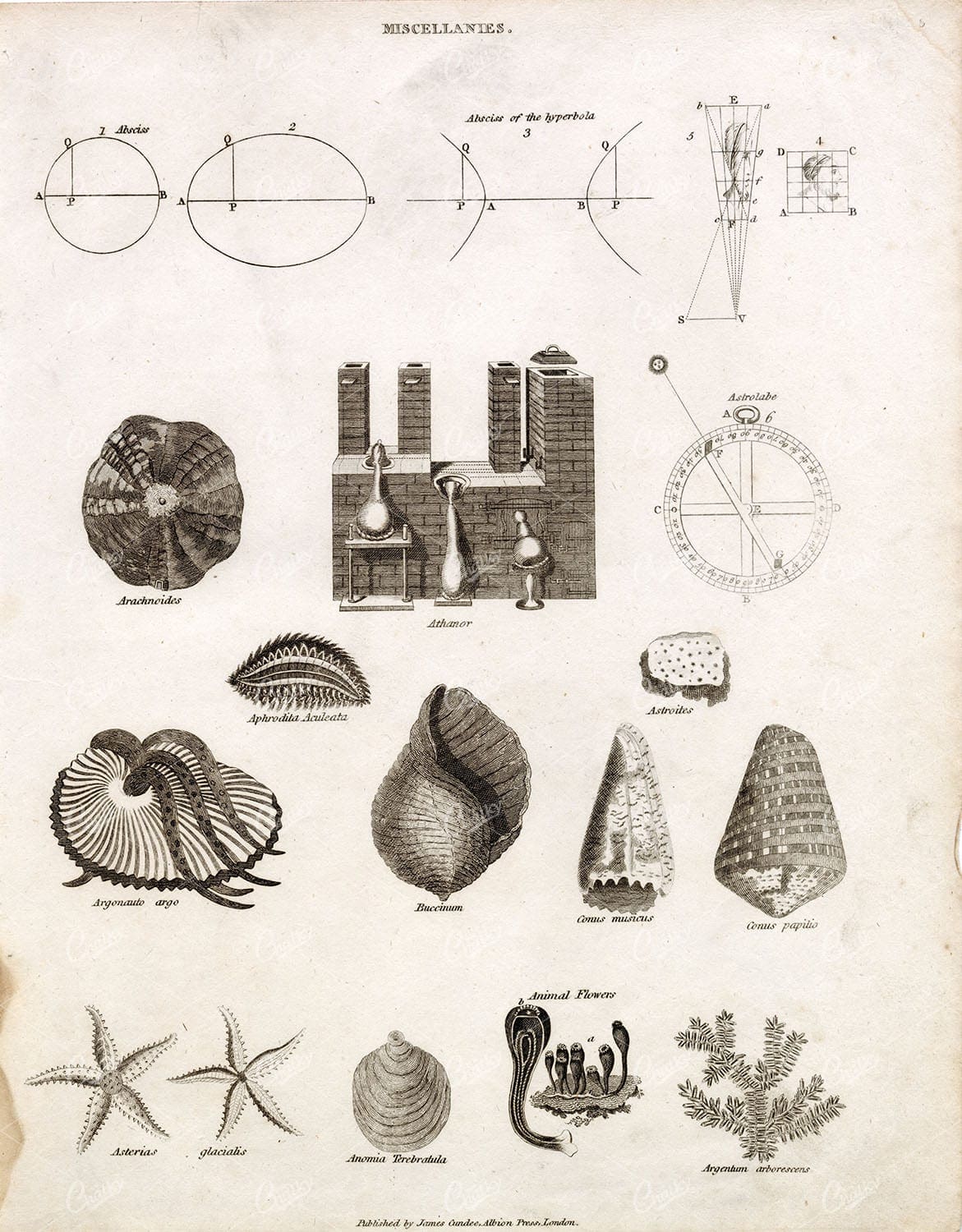 OLD Miscellanies Print - Argonauto Argo, Seashells, Astrolabe - REES Plate