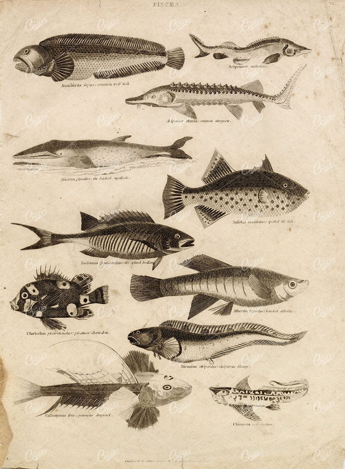 PISCES - Antique Fish Print - Wolf Fish, Blenny, Sturgeon, Dragonet 1800s