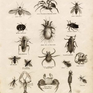 ANTIQUE Entomology Print - Tarantula, Cheese Mite, Bee, Crab, Queen Bee