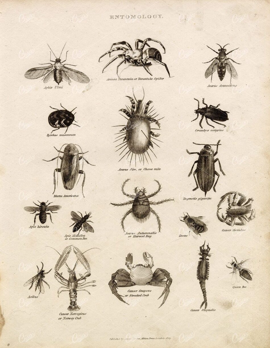 ANTIQUE Entomology Print - Tarantula, Cheese Mite, Bee, Crab, Queen Bee