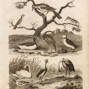 ANTIQUE Bird Print - Lark, Kingfisher, Crane, Puffin, Penguin, Swan 1800s