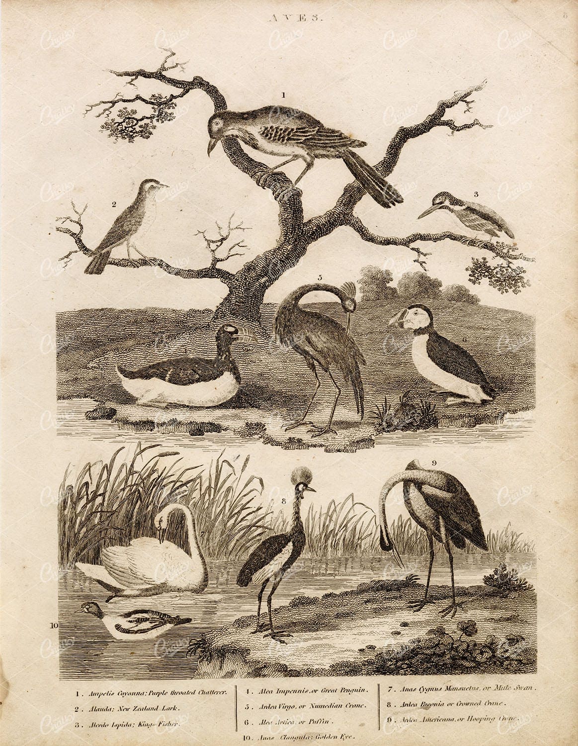 ANTIQUE Bird Print - Lark, Kingfisher, Crane, Puffin, Penguin, Swan 1800s