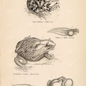 AMPHIBIANS Frogs - Edible Frog, Tadpole, Horned, Tree. Antique 1880s Print