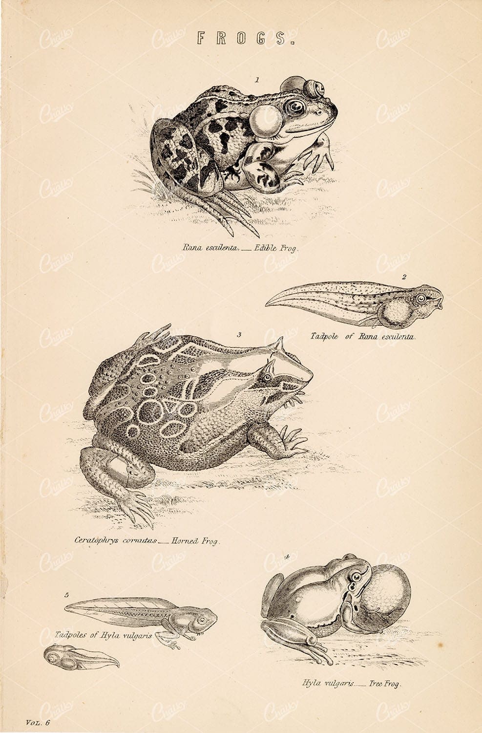 AMPHIBIANS Frogs - Edible Frog, Tadpole, Horned, Tree. Antique 1880s Print