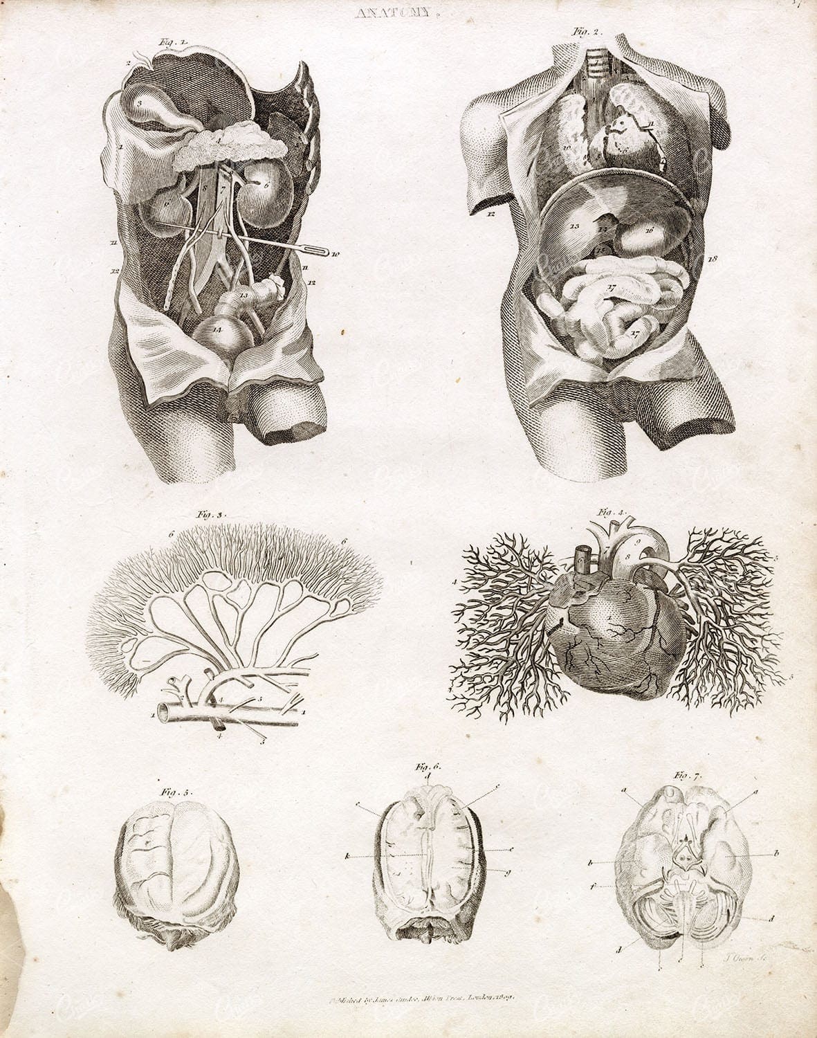 ANATOMY - Antique Human Anatomy Print - RARE Rees 1800s Artwork