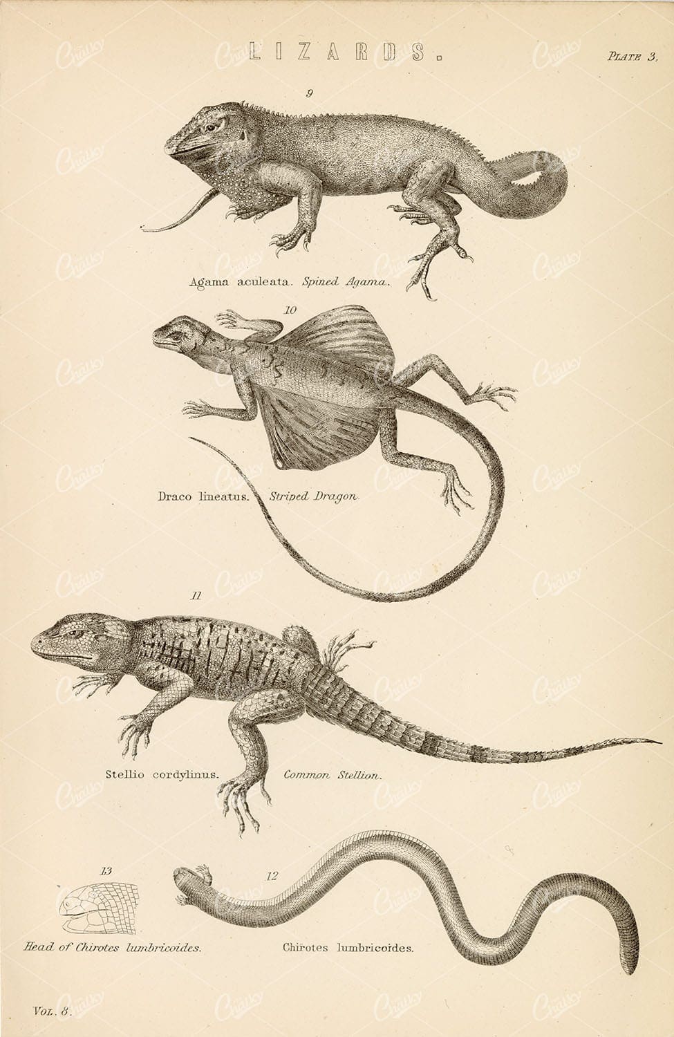 REPTILES Lizards - Agama, Dragon, Stellion. Antique 1880s Print