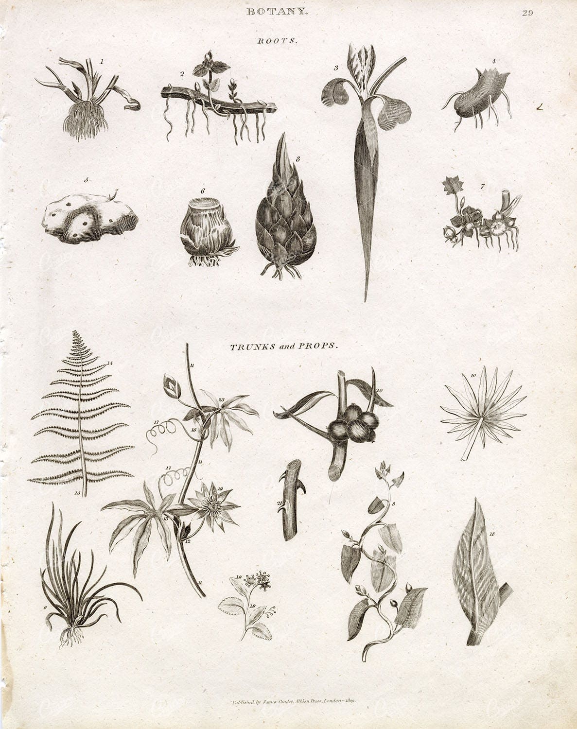 ANTIQUE Botany Print - Roots, Trunks, and Props - 1800s REES Print