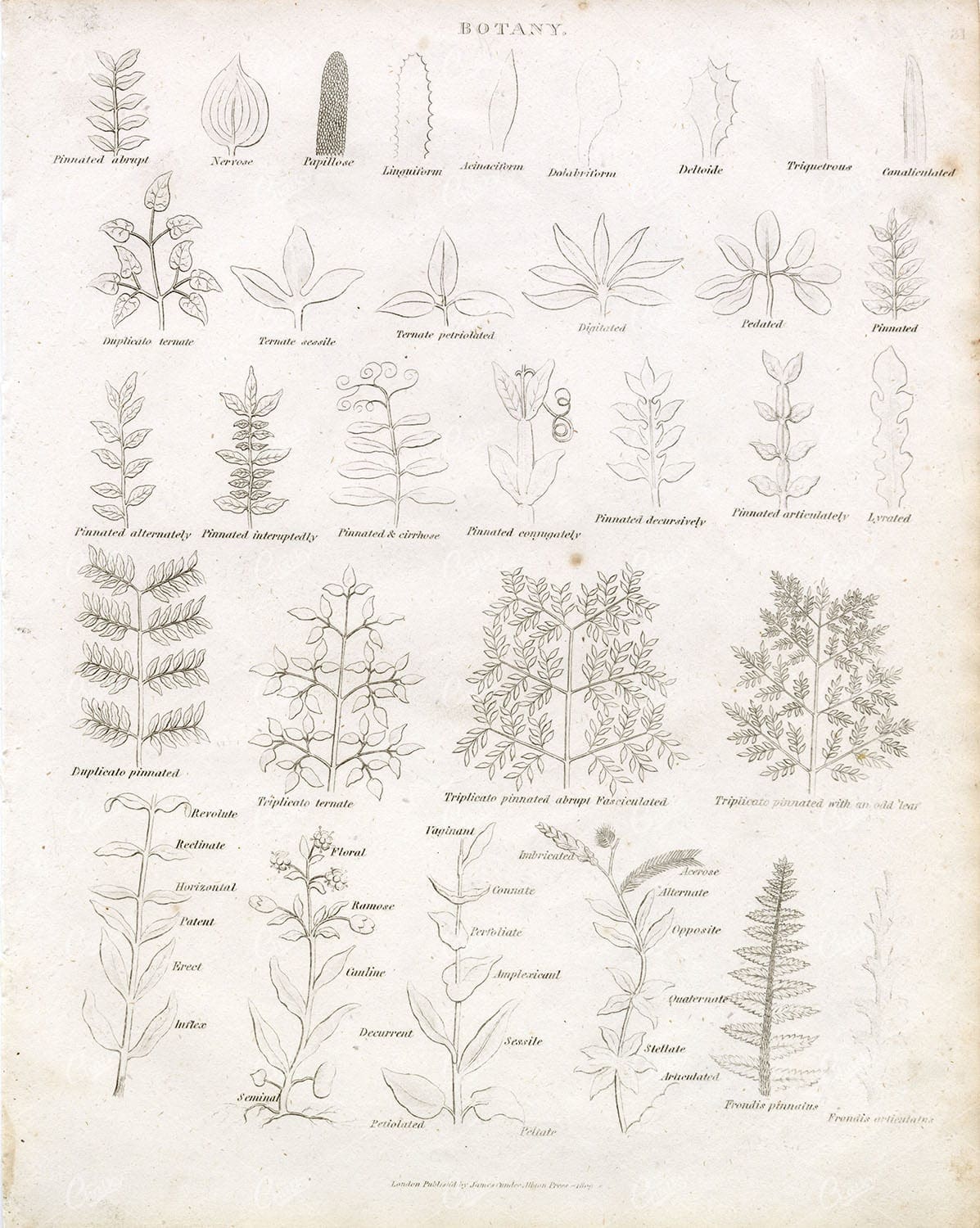 ANTIQUE BOTANICAL Print - Various Plants & Leaves - 1800s REES Plate