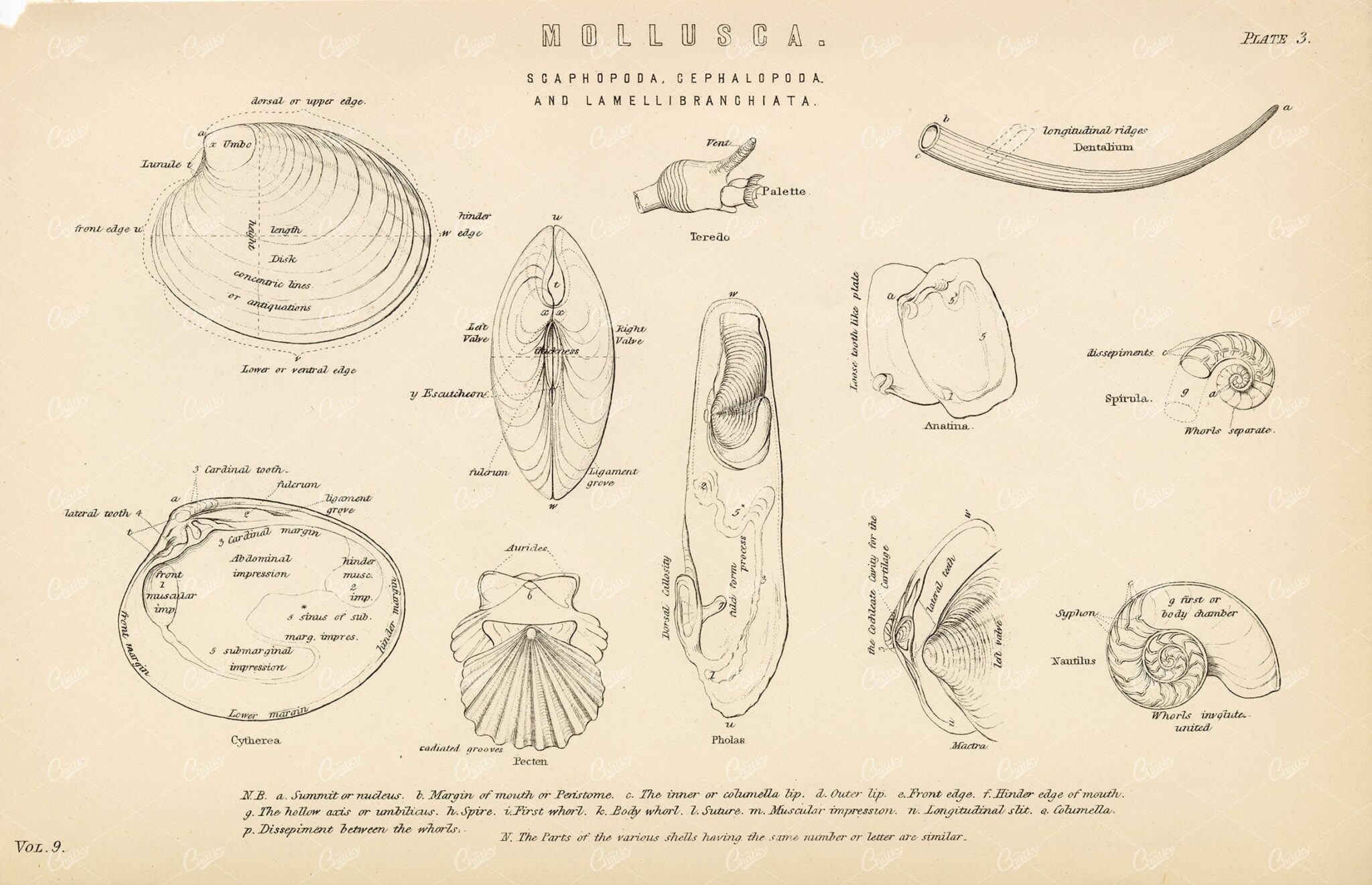 MOLLUSCA Scaphopoda, Cephalopoda, and Lamellibranchiata. Antique Print