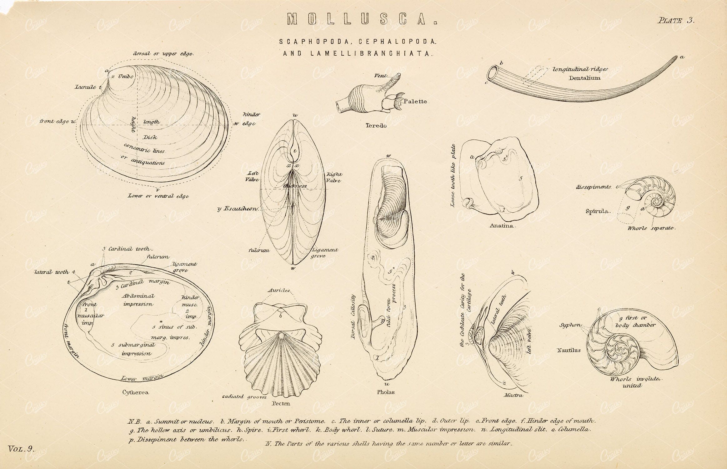 MOLLUSCA Scaphopoda, Cephalopoda, and Lamellibranchiata. Antique Print
