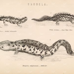 REPTILES Salamander, Great Water Newt, Hellbender. Antique 1880s Print