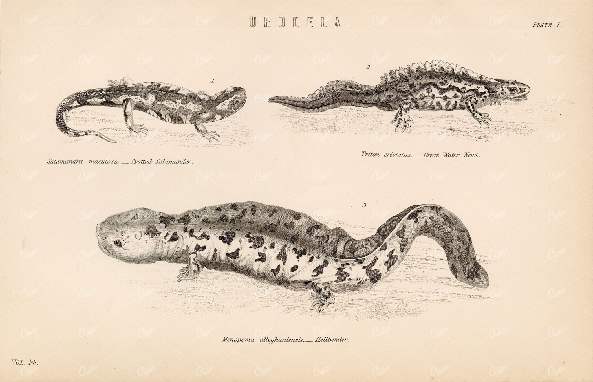 REPTILES Salamander, Great Water Newt, Hellbender. Antique 1880s Print