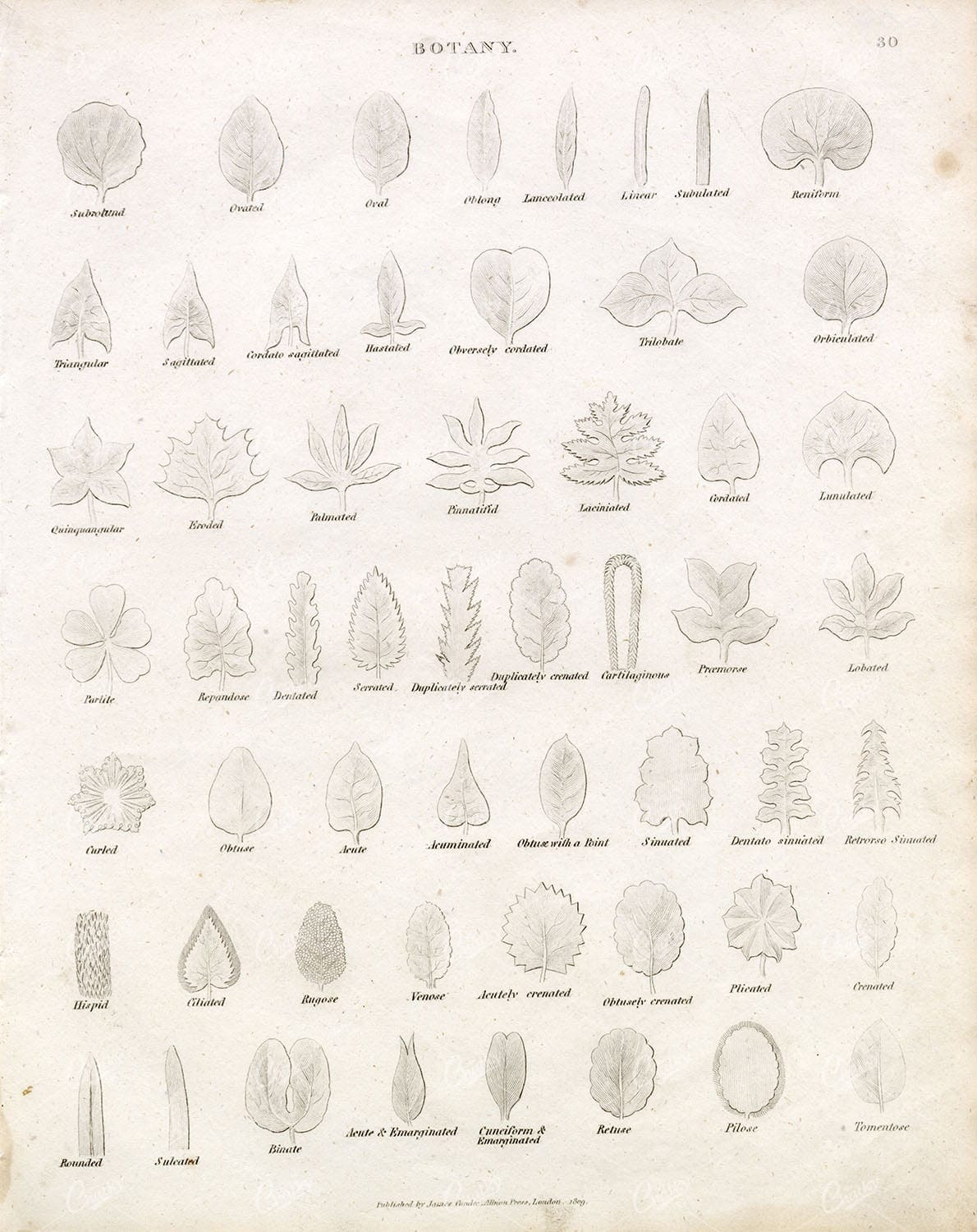 ANTIQUE BOTANICAL Print - Various Leaf Species - 1800s REES Plate