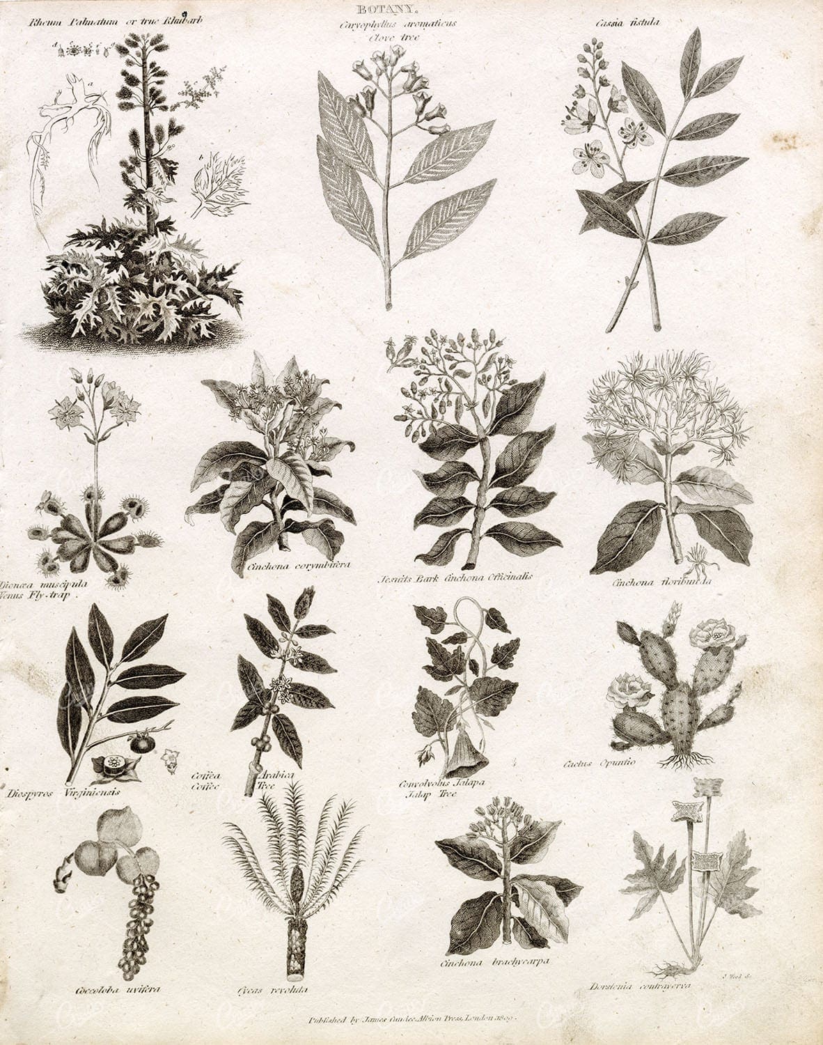 ANTIQUE Botany Print - Clove Tree, Venus Fly Trap, Jalap Tree - 1800s
