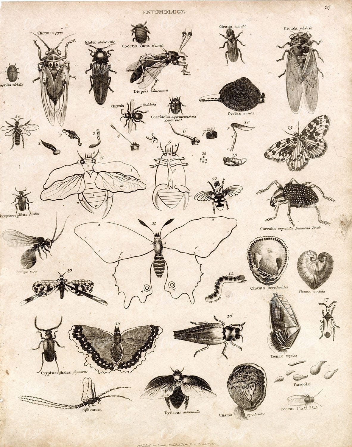 ENTOMOLOGY - Antique Insects Print - Abraham REES Encyclopaedia