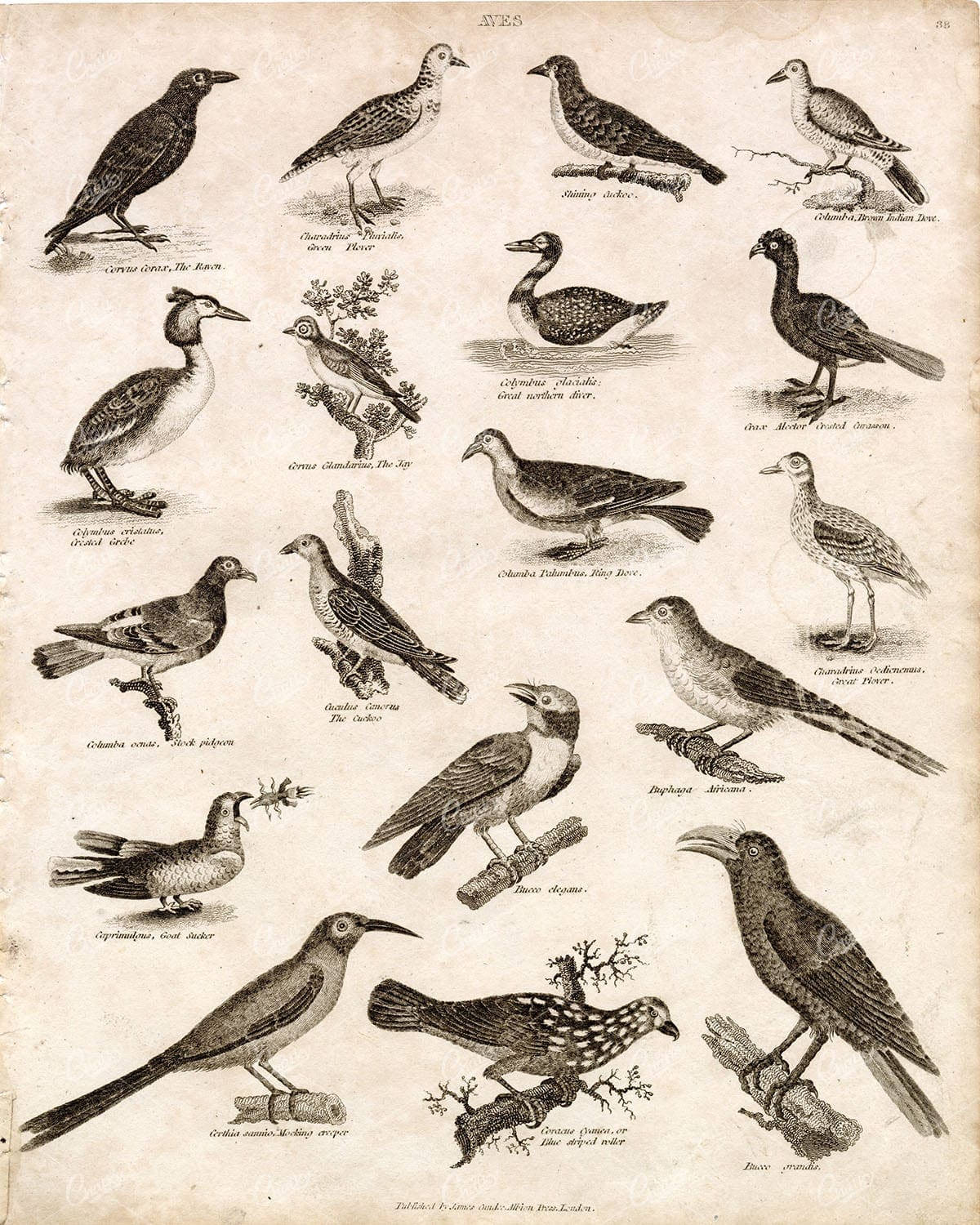 ANTIQUE Birds Print - Raven, Plover, Jay, Goat Sucker, Pidgeon, Dove 1800s