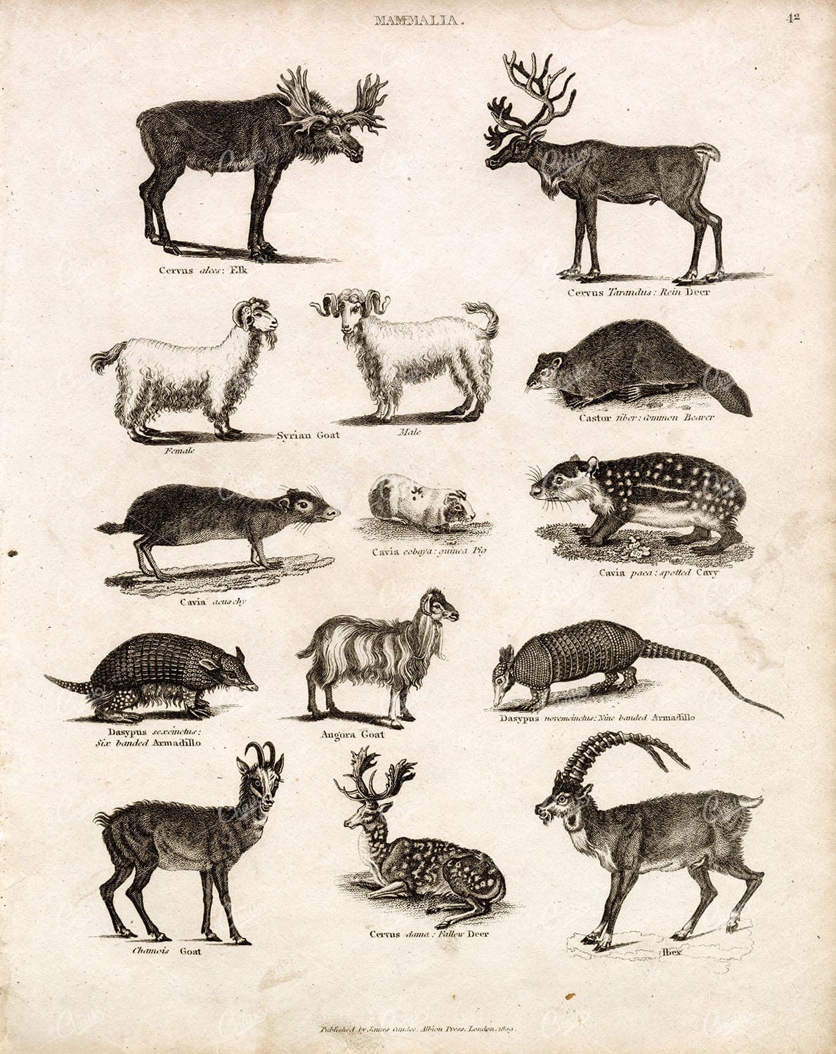 ANTIQUE Mammalia Engraving - Elk, Goat, Deer, Ibex, Armadillo - 1800s