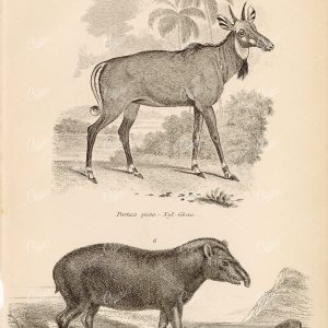 MAMMALS Ungulata - Nyl Ghau, American Tapir. Antique 1880s Print