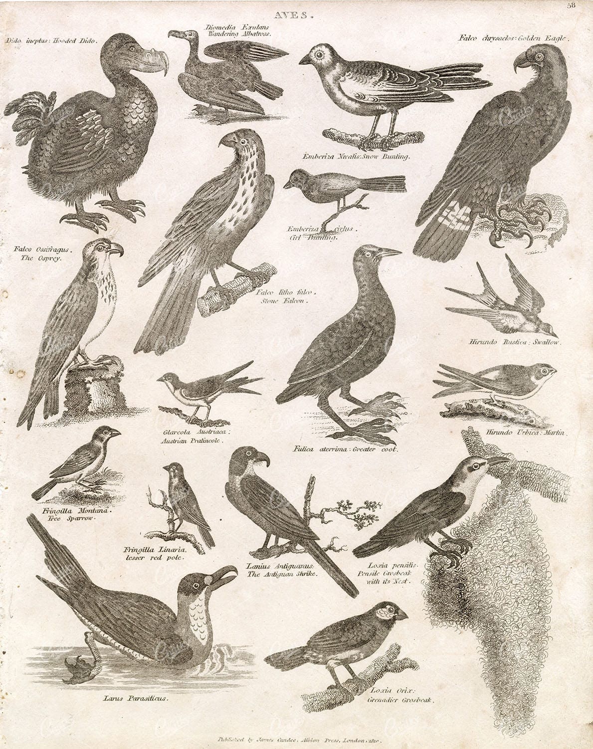 OLD BIRDS (Aves) Print - Albatross, Ospre, Swallow, Eagle - 1880s Plate