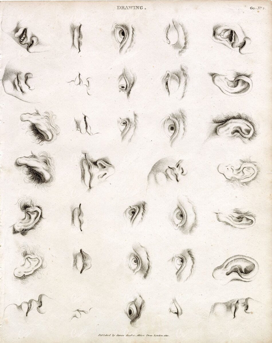 ANTIQUE Guide to Drawing Facial Features - Abraham REES 1800s Plate