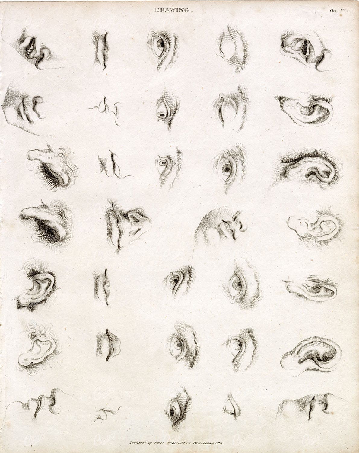 ANTIQUE Guide to Drawing Facial Features - Abraham REES 1800s Plate