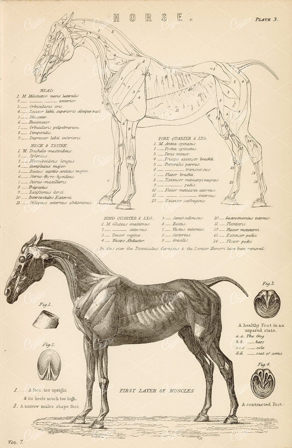 MAMMALS - Anatomy of a Horse - Full Side View. Antique 1880s Print