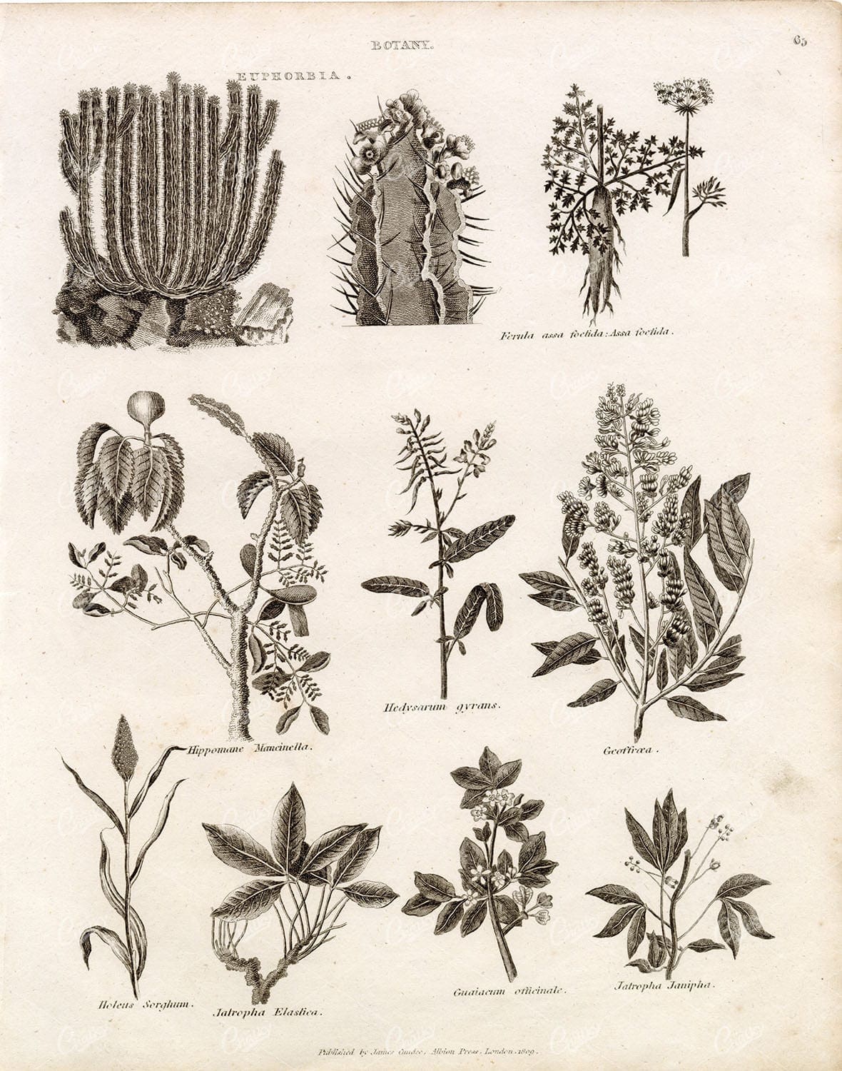 VINTAGE Botanical Print - Spurges (Euphorbia), Geoffroea - RARE 1800s Print
