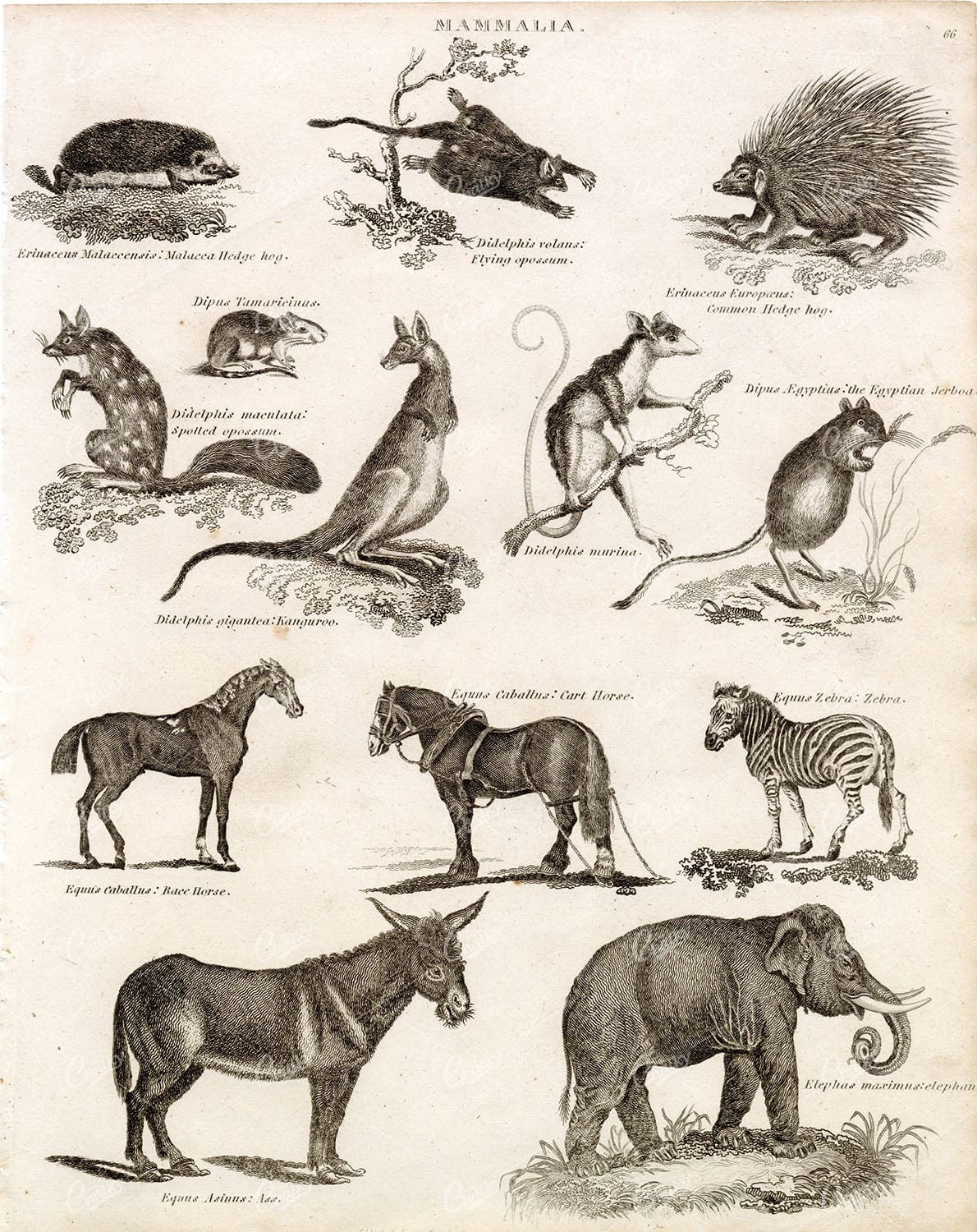 ANTIQUE Mammalia Print - Kangaroo, Horse, Elephant, Ass - RARE 1800s Art