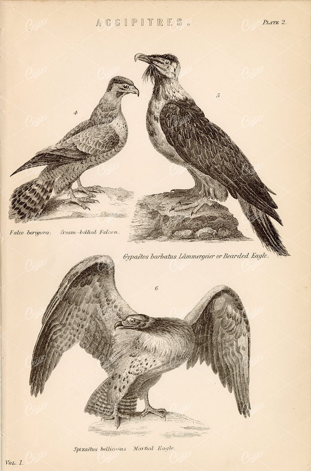 BIRDS Accipitres - Falcon, Bearded and Martial Eagle, Antique 1880s Print