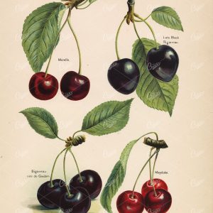 ANTIQUE Fruit Litho Print - Cherries / Cherry - 1890 Fruit Growers Guide