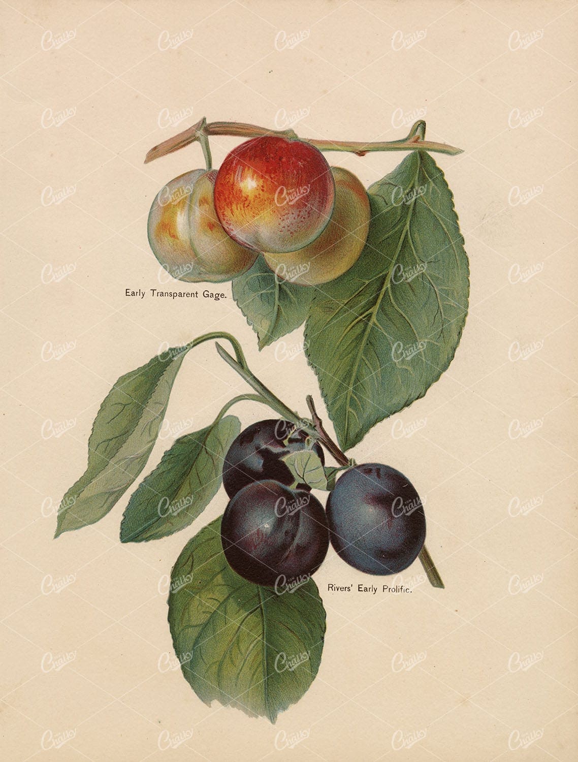 ANTIQUE Fruit Print - Plums (Transparent Gage, Rivers' Prolific) - RARE