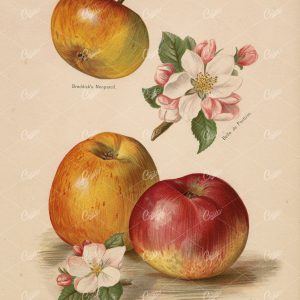 ANTIQUE Botanical Print - Garden Fruits, Apple / Apples Vintage 1890 Art