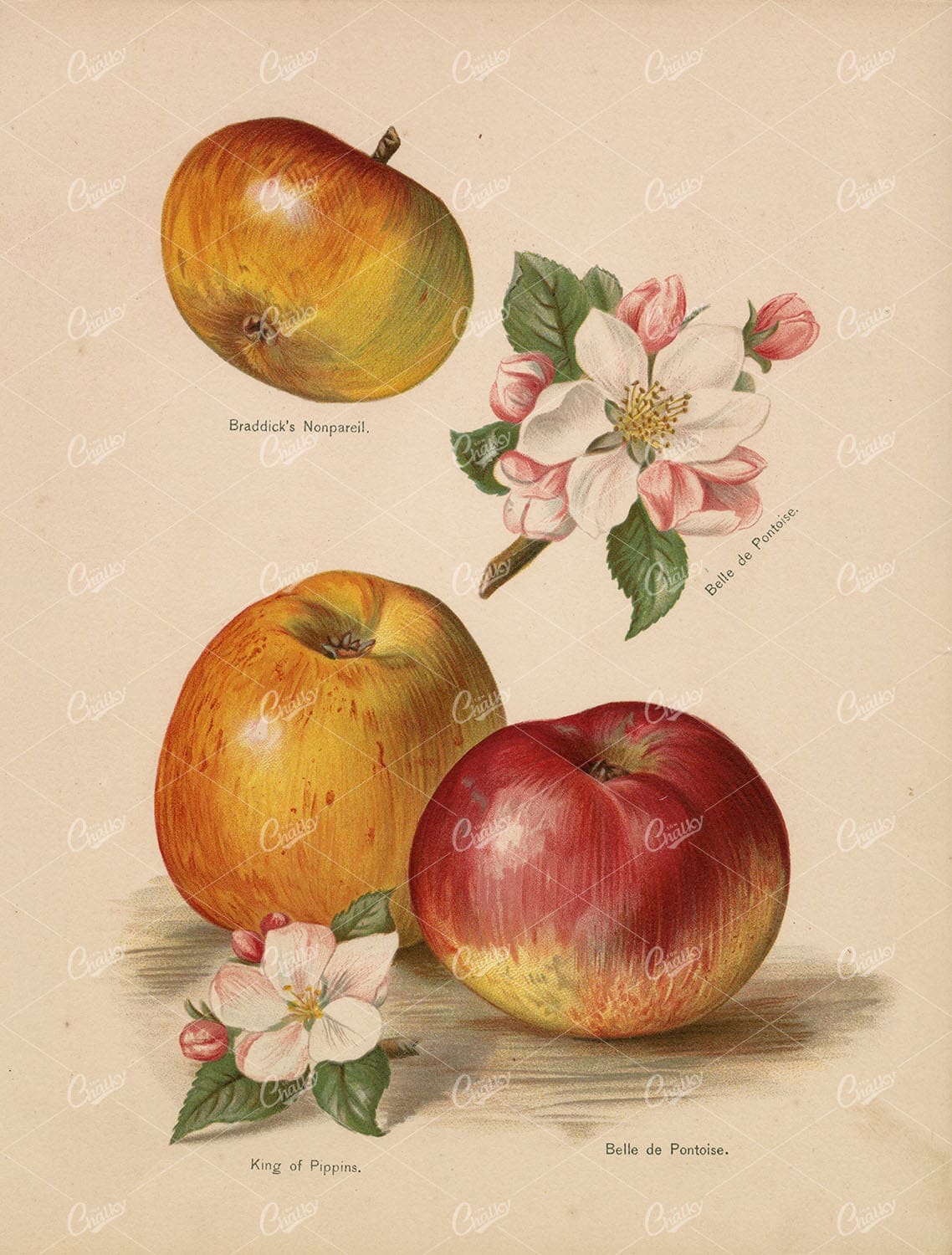 ANTIQUE Botanical Print - Garden Fruits, Apple / Apples Vintage 1890 Art