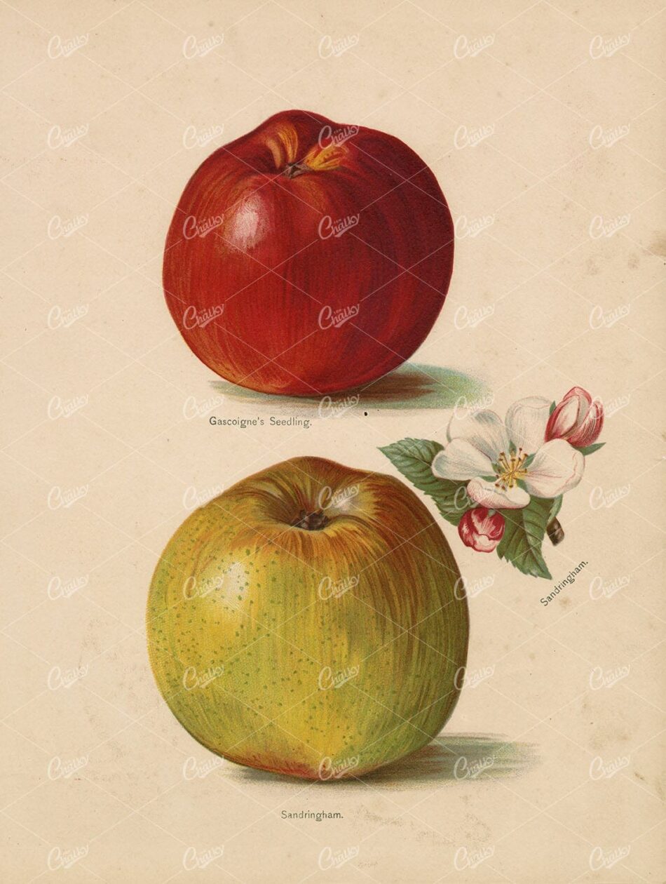 BOTANICAL Antique Original Print - Garden Fruits - Apple / Apples 1890 Art