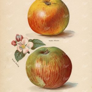 ANTIQUE Botanical Original Garden Fruits Artwork - Apples / Apple 1890