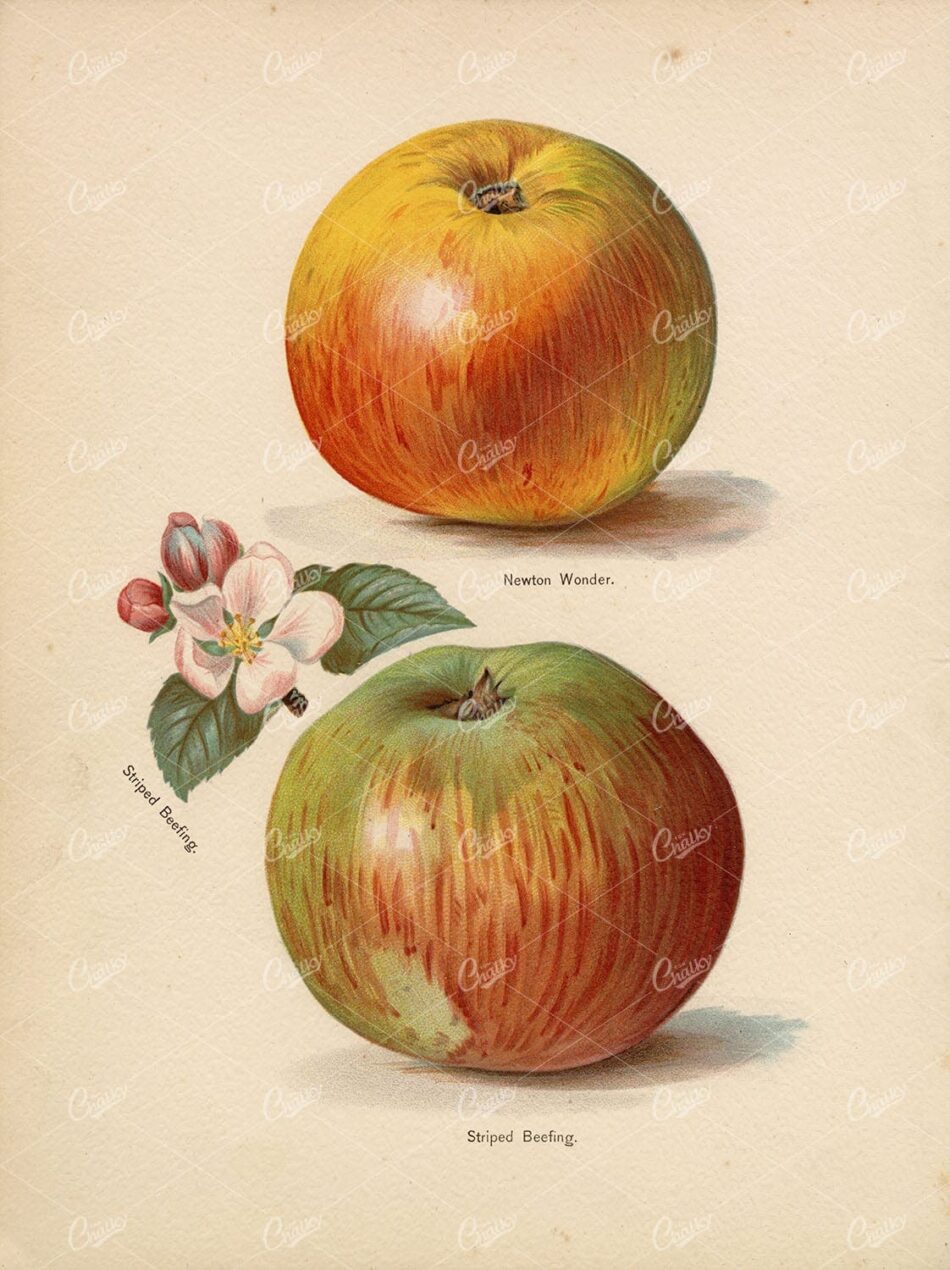 Two Apples With Printed Variety Captions - Newton Wonder Above, Striped Beefing Below - Apple Blossom Sprig On Cream