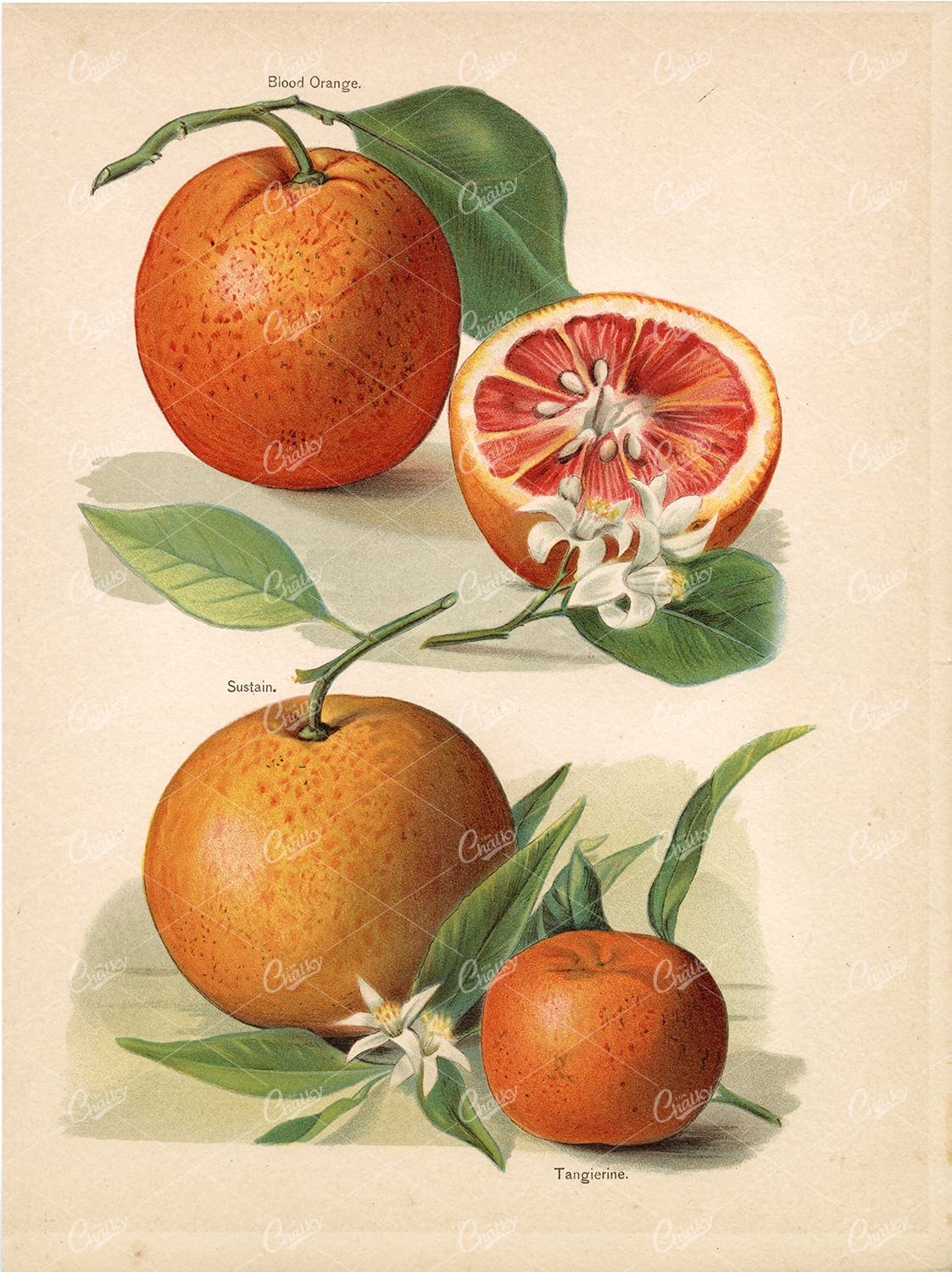 ORANGES - Antique GARDEN FRUITS Original Artwork - Chromolithograph