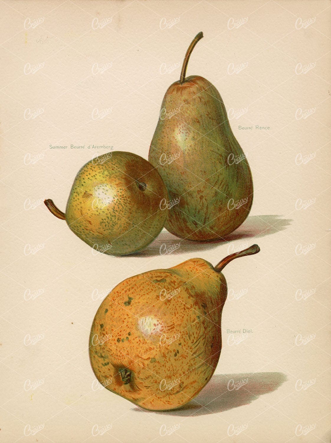 BOTANICAL Antique Print - Garden Fruits - Pears Victorian Original Art