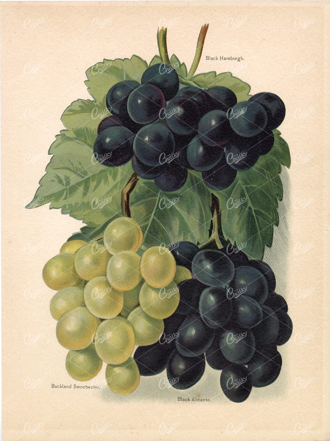 BOTANICAL Antique Print - Garden Fruits - Various Grapes Original Artwork