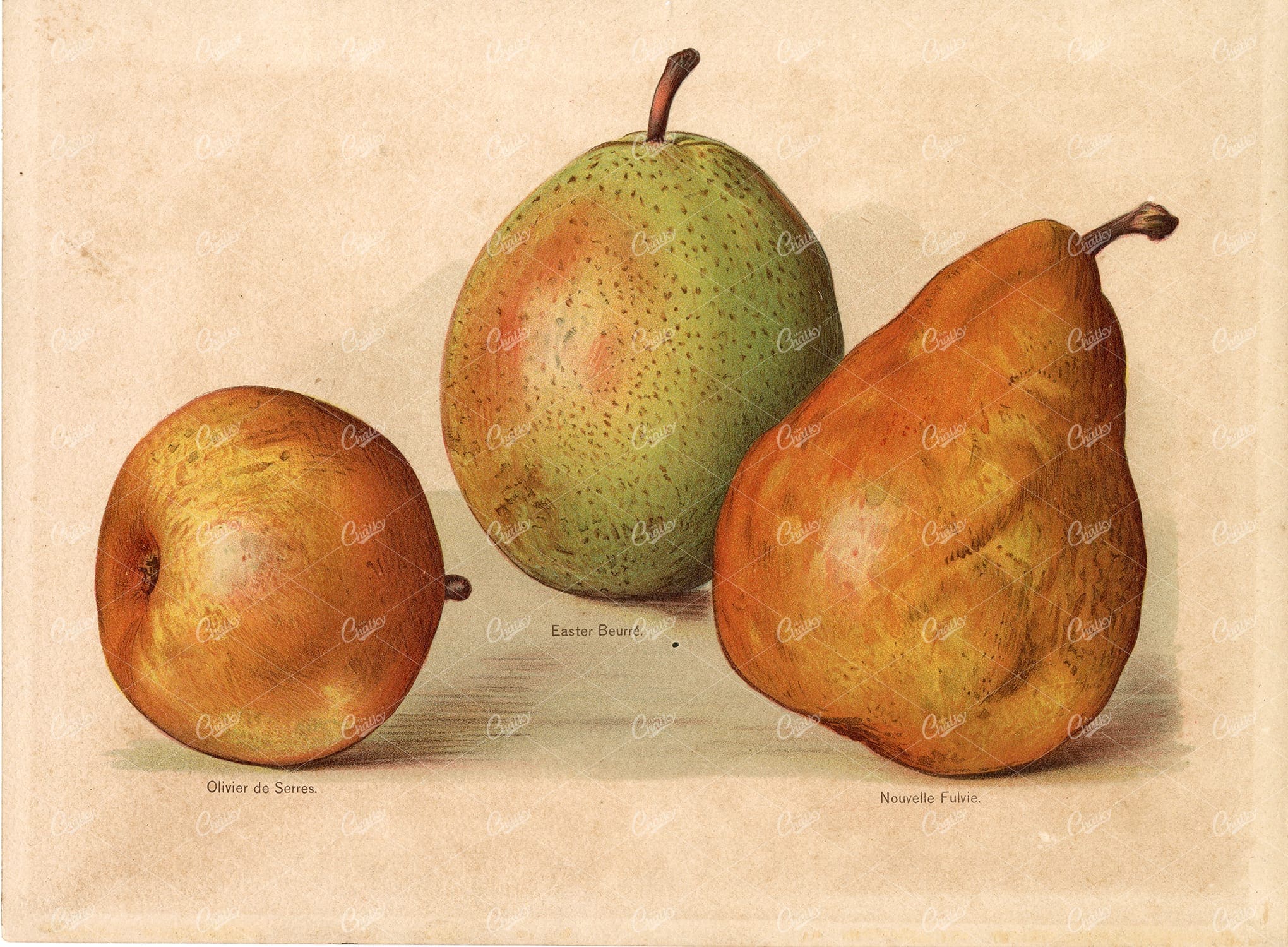 BOTANICAL Antique Print - Garden Fruits - Pears Victorian Original Art